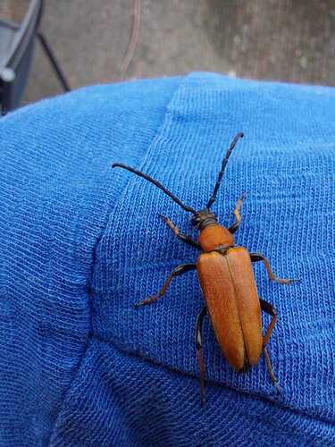 Red Pine Longhorn Beetle, Breda West, Breda, Nederland, photo 9 of 10