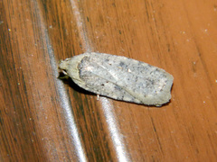Agonopterix argillacea