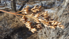 Syringa hyacinthiflora