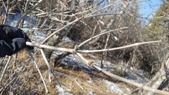 Syringa hyacinthiflora