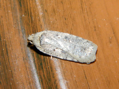 Agonopterix argillacea