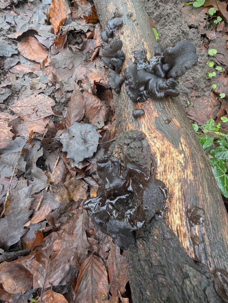 Exidia truncata · February 2026 · photo: © ohwhen (iNaturalist, cc-by)