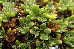 Azorella macquariensis
