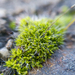 Wall Screw-Moss - Photo (c) Kim Falck, some rights reserved (CC BY-NC), uploaded by Kim Falck