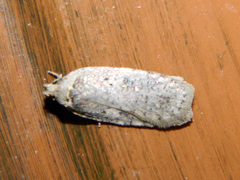 Agonopterix argillacea