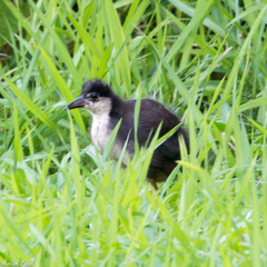 Amaurornis phoenicurus