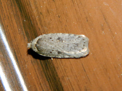 Agonopterix argillacea