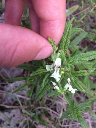 čistec rovný (Stachys recta)