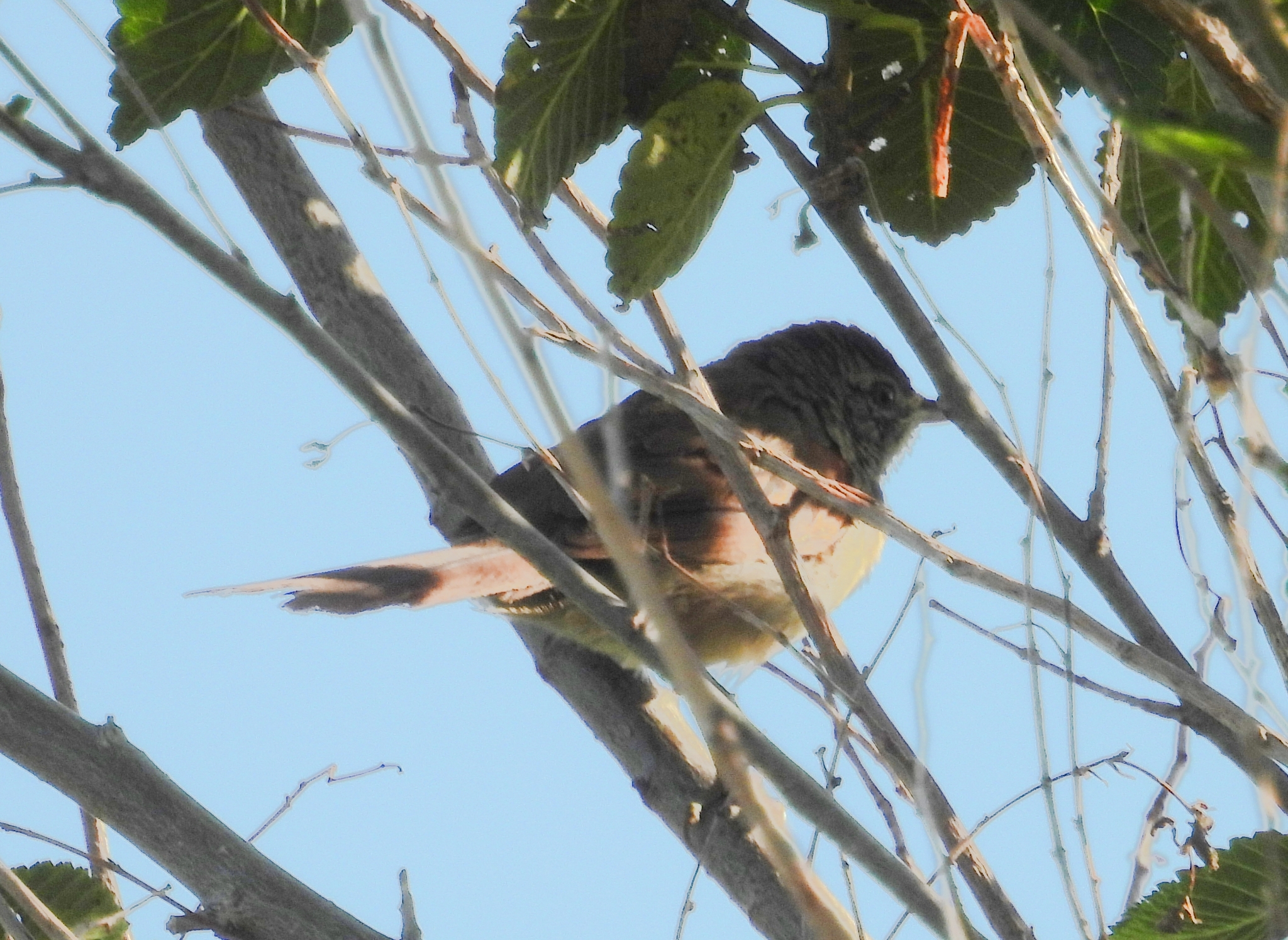 Sharp-billed Canastero (Asthenes pyrrholeuca), photo 1