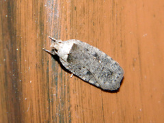 Agonopterix argillacea