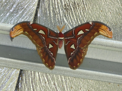 Atlas moth