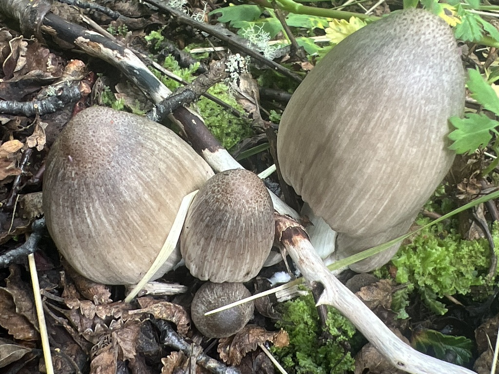 Coprinopsis atramentaria · January 2026 · photo: © andyjordan (iNaturalist, cc-by)