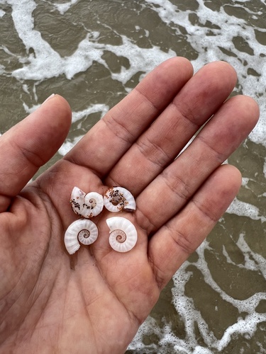 Spirula spirula