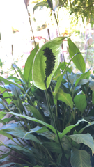 Spathiphyllum wallisii