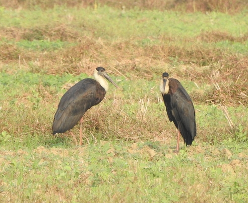 Asian Woolly-necked Stork (Ciconia episcopus), photo 4
