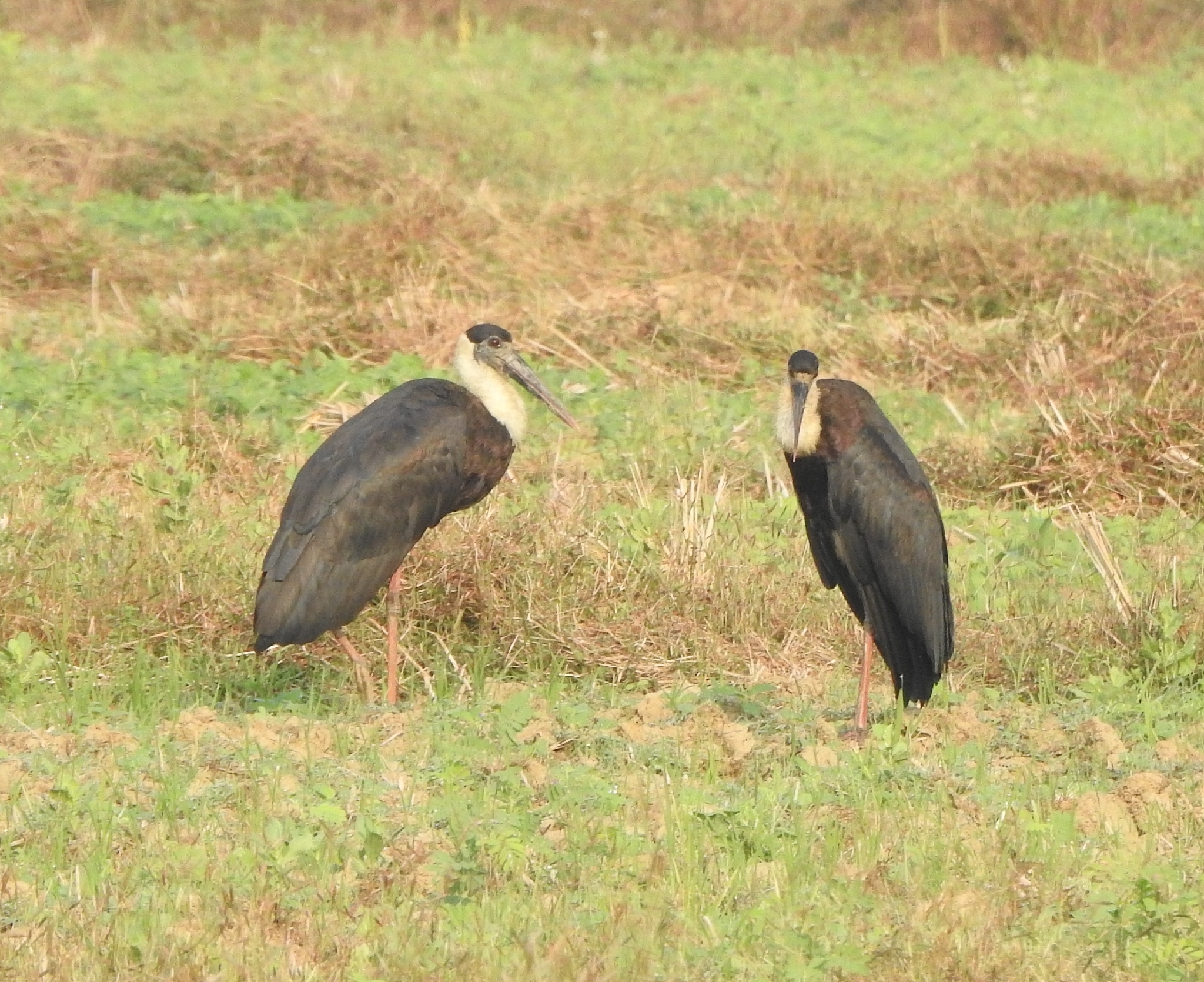 Asian Woolly-necked Stork (Ciconia episcopus), photo 4