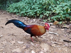 Gallus lafayettii