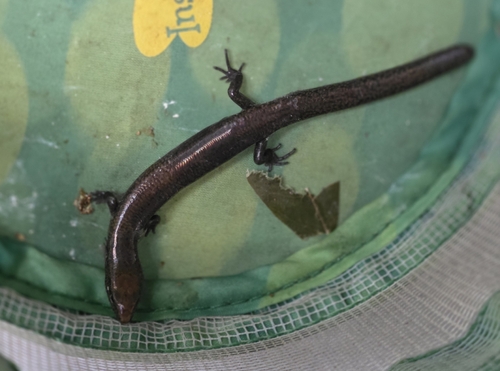 Sphenomorphus solomonis observed 2026-02-27