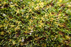Azorella macquariensis