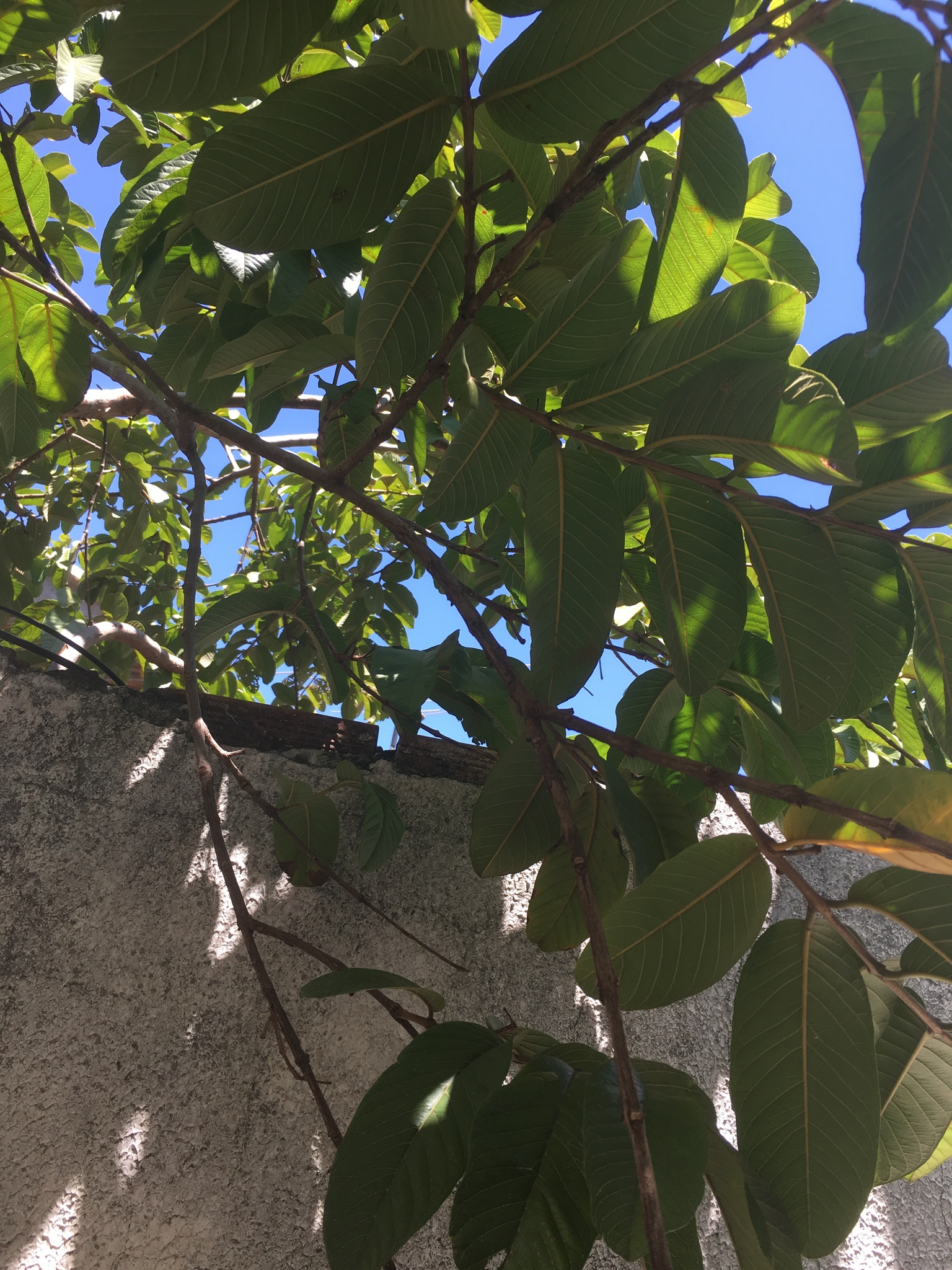 Psidium guajava