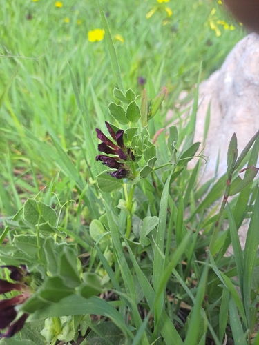 Narbonne Vetch (Vicia narbonensis)