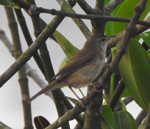 Paddyfield Warbler (Acrocephalus agricola), photo 8
