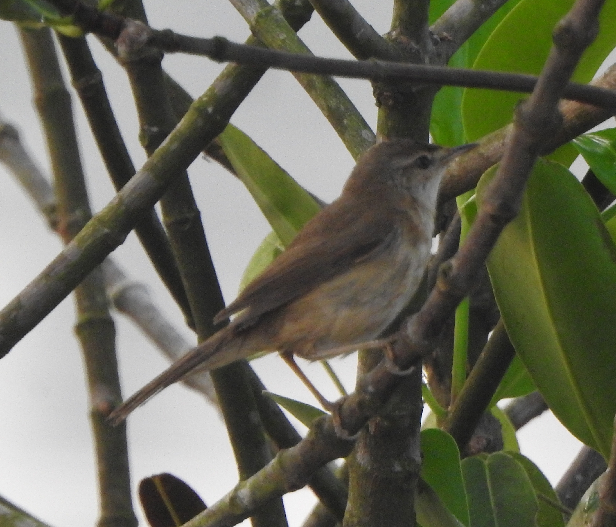 Paddyfield Warbler (Acrocephalus agricola), photo 8