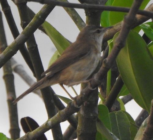 Paddyfield Warbler (Acrocephalus agricola), photo 9