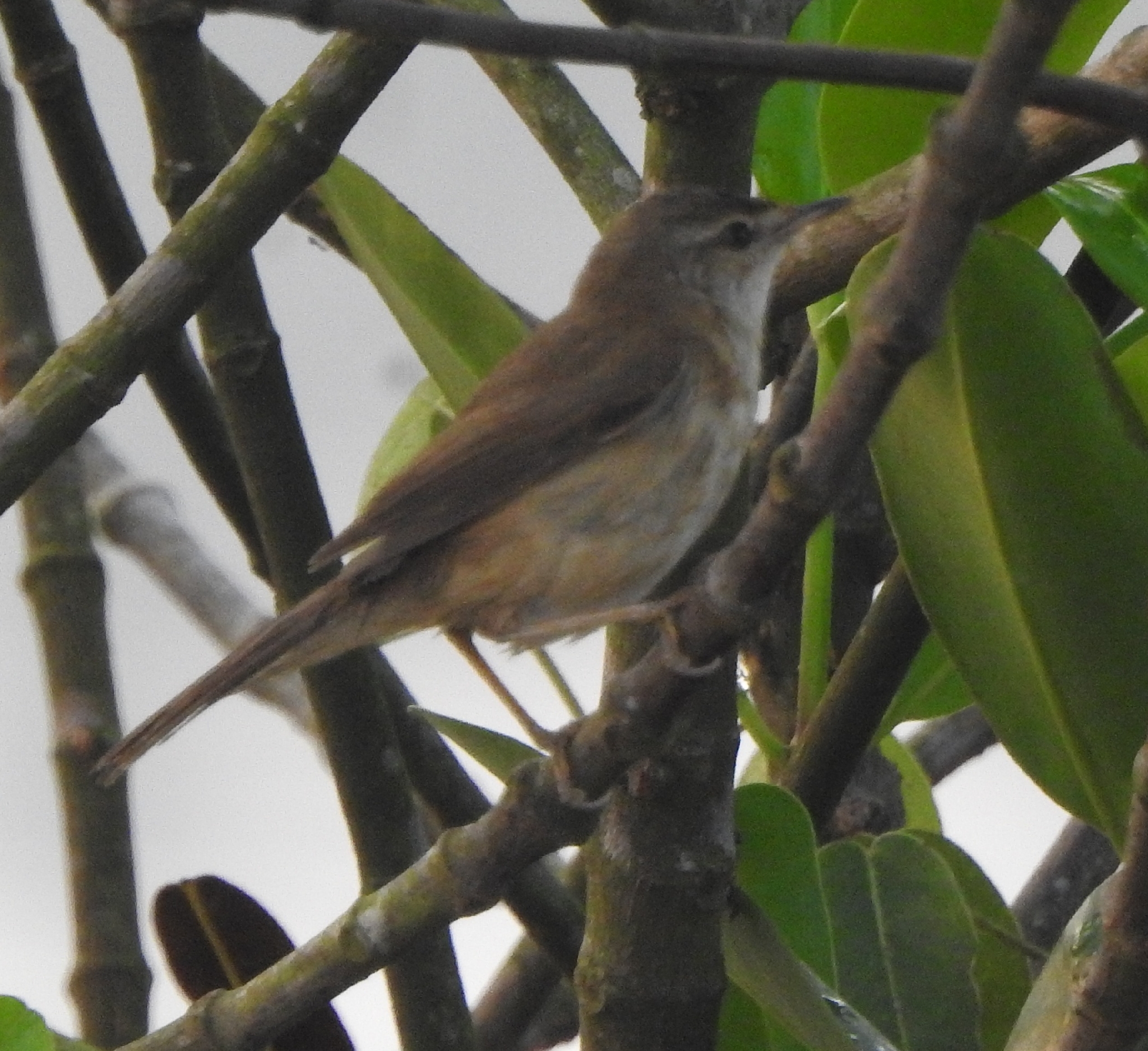 Paddyfield Warbler (Acrocephalus agricola), photo 9