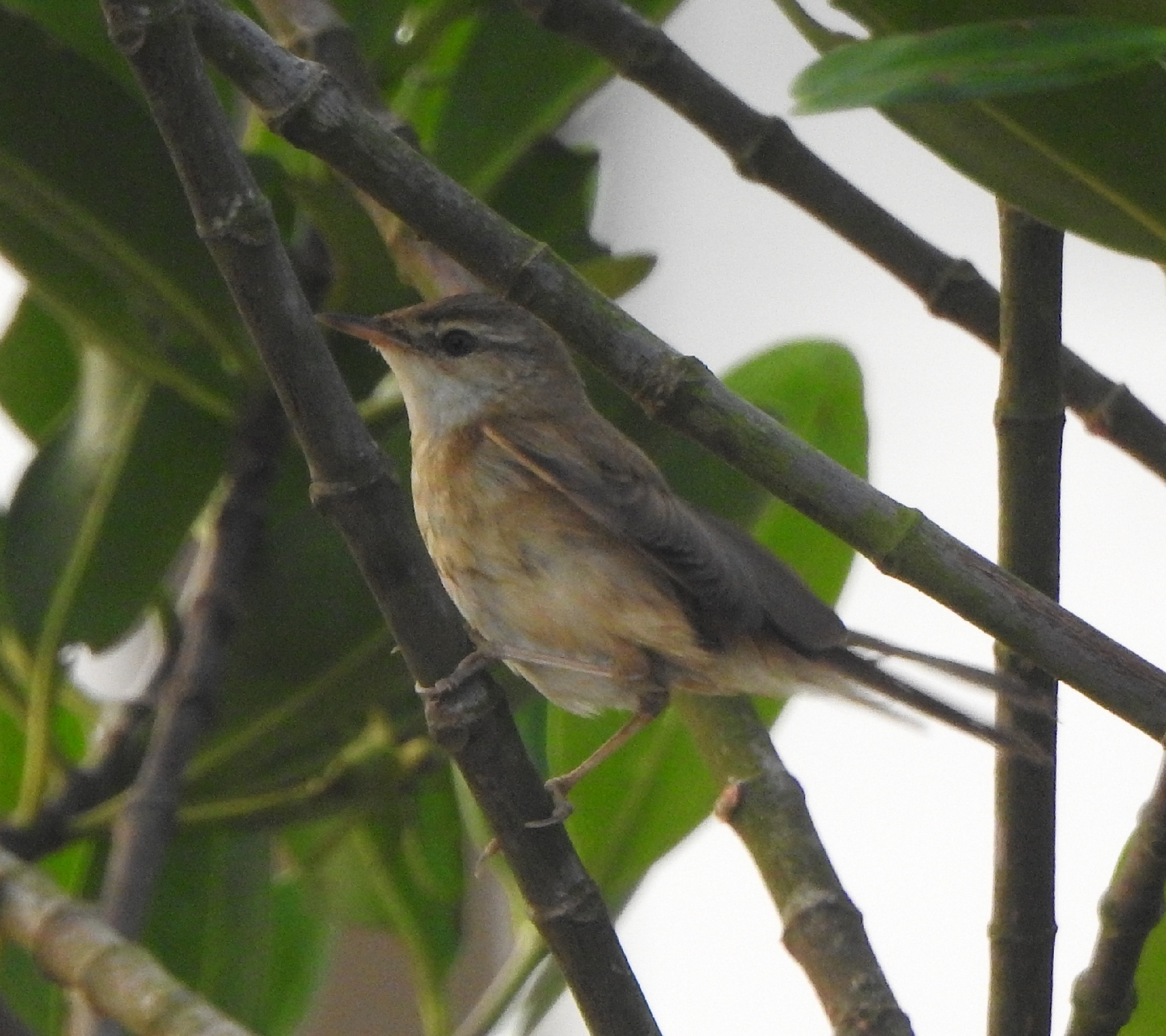Paddyfield Warbler (Acrocephalus agricola), photo 10