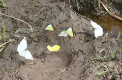 Appias lyncida eleonora