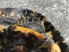 Trachemys scripta elegans