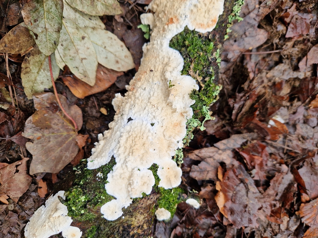 Byssomerulius corium · February 2026 · photo: © roger_c (iNaturalist, cc-by)