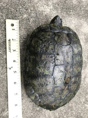 Trachemys scripta elegans