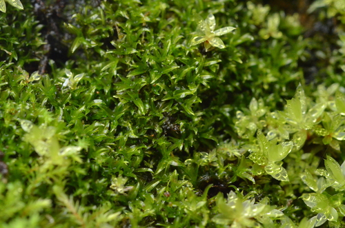 Scopelophila cataractae observed 2026-02-24