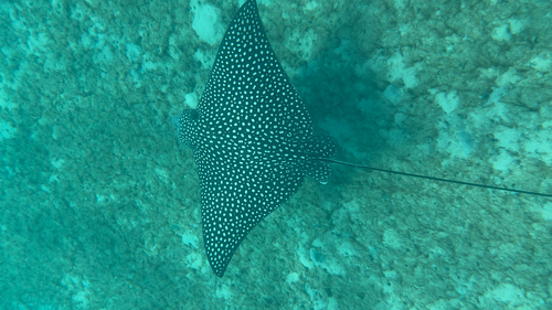 Spotted Eagle Ray