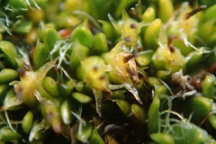 Azorella macquariensis