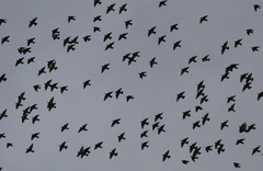 Agropsar philippensis