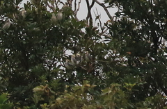 Agropsar philippensis