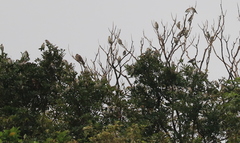 Agropsar philippensis