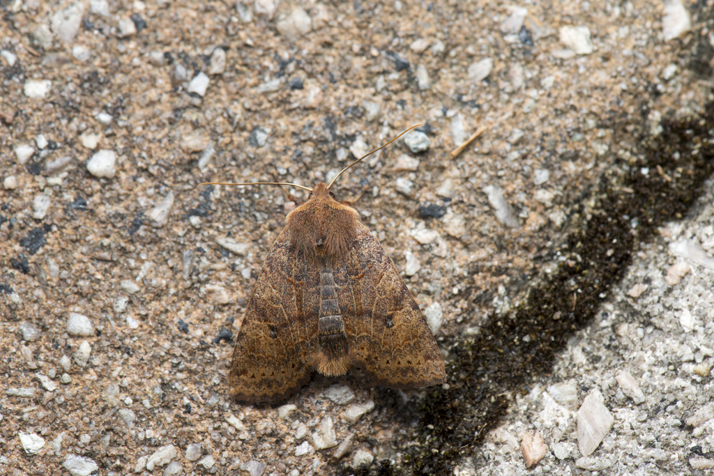 Conistra takasago