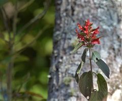 Colquhounia coccinea