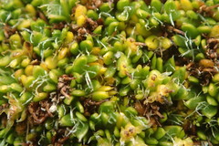 Azorella macquariensis