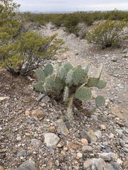Opuntia arizonica