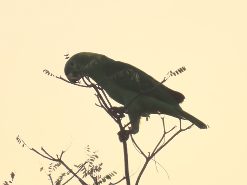Yellow-naped Amazon (Amazona auropalliata), photo 4