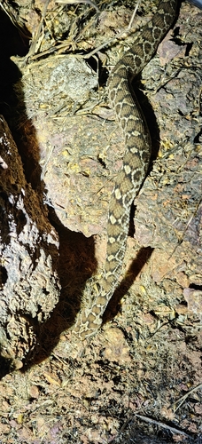 Saw-scaled Viper