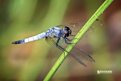 Aethriamanta gracilis