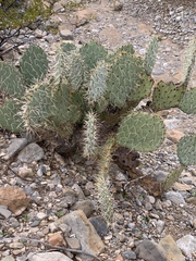 Opuntia arizonica