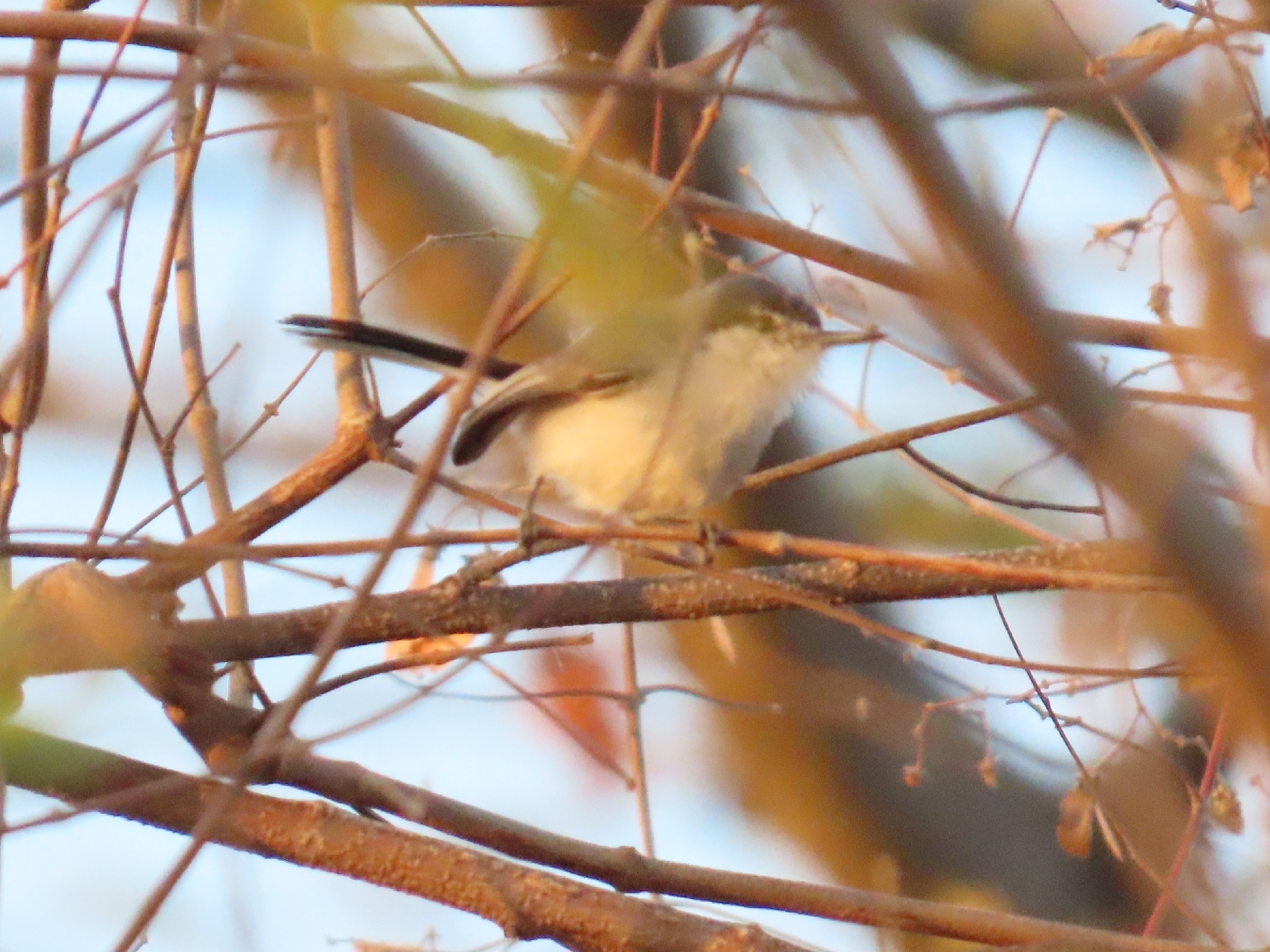 White-lored Gnatcatcher (Polioptila albiloris), photo 5