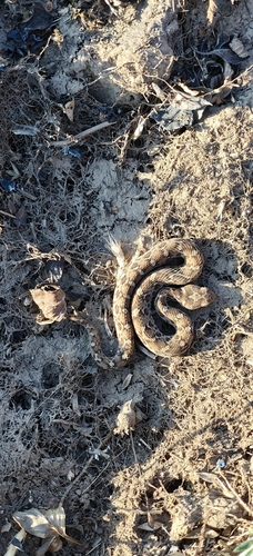 Saw-scaled Viper